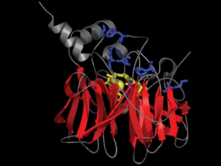 Three-dimensional structure of an enzyme, serum paraoxonase (PON1), which has been mutated in the lab of Prof. Dan Tawfik through directed evolution to endow the enzyme with new functions